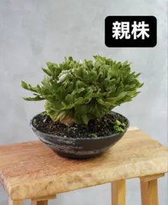 2026年最新】リドレイ ドワーフ 胞子の人気アイテム - メルカリ