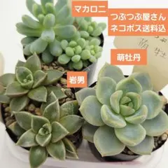 2025年最新】つぶつぶ屋の人気アイテム - メルカリ