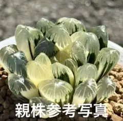 夢燈籠オブツーサ錦カキコ　超美株　ハオルチア　観葉植物