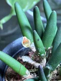 デンドロビウム　リケナストラム　Dendrobium lichenastrumのサムネイル