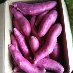 宮崎新物さつまいも約3kg 程よい大きさですが 曲がりも入りますのサムネイル