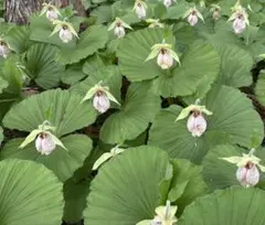 山野草 岩手産南部アツモリソウ 1株花芽1葉芽1 18-① - メルカリ