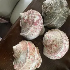 夜光貝 ヤコウ貝 まとめ売り 17個 約15kg アクセサリー ルアー - メルカリ