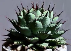 2025年最新】屈原の舞扇 甲蟹の人気アイテム - メルカリ