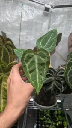 M*r様 Anthurium Equator Redbone✖️RC(purpl - メルカリ