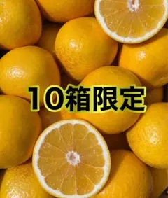 愛媛県産 みかん 家庭用 河内晩柑 箱込8kg 柑橘 ミカン 果物のサムネイル