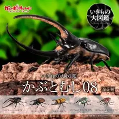 いきもの大図鑑　かぶとむし08 オンライン版　コンプリート品　新品未開封