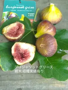 グリーングリーク(Green Greek) イチジクの苗 - メルカリ