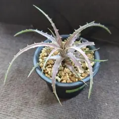 Dyckia ディッキア　ワンまま様 リクエスト 3点 まとめ商品 2025年最新】Dyckia ディッキアの人気アイテム - メルカリ