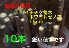 2026年最新】穂木 イチジクの人気アイテム - メルカリ