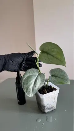 2026年最新】フラワー・ガーデニングの人気アイテム - メルカリ