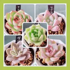 多肉植物 セット 5種類 根付き 抜き苗！Ｖのサムネイル