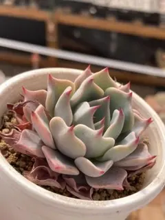 naotama様 リクエスト 2点 まとめ商品