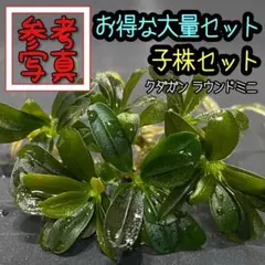特価②ブセファランドラ Buce Dark Afika Seberuang - メルカリ