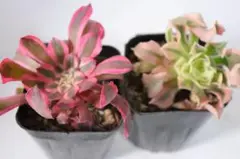 53#観葉植物ア工オニウム錦❤️レッド富士❤️青花磁 ❤️1大頭7子芽