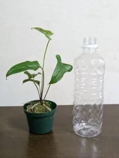 Anthurium Green Velvet✖️RVDP✖️FS 斑入り - メルカリ