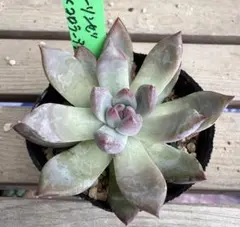 ホーリンぜ✕ケッセルリンギアナ♥️子株付き✨ 2025年最新】ホーリンゼの人気アイテム - メルカリ