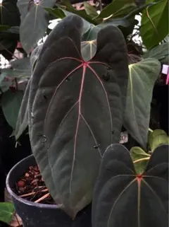 2025年最新】アンスリウムレッドの人気アイテム - メルカリ