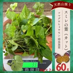 スミレ　葉っぱ　訳あり品　300g ツマグロヒョウモン　幼虫　餌 スミレ 葉っぱのみ ツマグロヒョウモン 幼虫 餌 50枚 30g - メルカリ