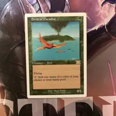 MTG 極楽鳥 旧枠 英語 - メルカリ