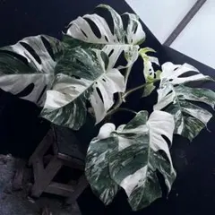 2026年最新】ホワイトタイガー モンステラの人気アイテム - メルカリ