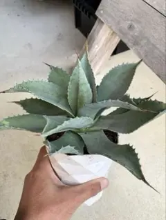 2026年最新】オバティフォリアの人気アイテム - メルカリ