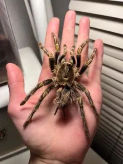 2025年最新】タランチュラ 標本の人気アイテム - メルカリ