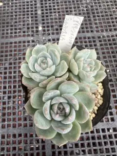 多肉植物　（アイリーン×ラコロ）xシムランスラグナサンチェス
