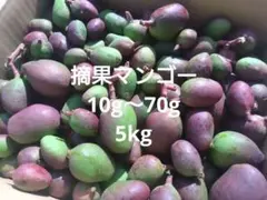 【 沖縄 】摘果マンゴー 約7kg XS〜S【raw mango】 沖縄 】摘果マンゴー 約13kg XS〜XL 【raw mango】 - メルカリ