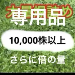 専用品　倍の量