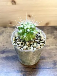 2026年最新】種 金鯱の人気アイテム - メルカリ