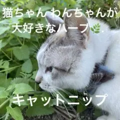 캣[ 1종] 고양이가 좋아하는 향이 나는 허브 프리 모종