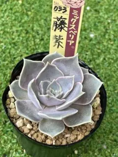 桜鬼 ミックスベリア おらいさん苗 抜き苗 多肉植物 - メルカリ