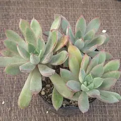 2025年最新】ケッセルリンギアナの人気アイテム - メルカリ