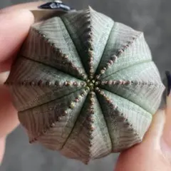 キ*ス様 B10049★オークション販売★ユーフォルビア オベサ 大株！多稜！！ ユーフォルビア オベサ 4号 セメント鉢 種類 珍奇 ビザール