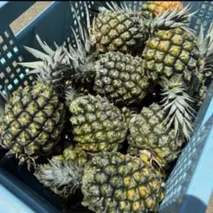 ［本日発送］スナックパイン中玉7個のサムネイル