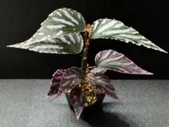 Begonia sp. from North Toraja 原種ベゴニア 青光り - メルカリ