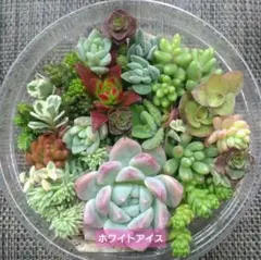 多肉植物 寄せ植えセット カット苗 月曜発送 - メルカリ