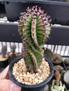 Euphorbia stellispina-群星冠 ユーフォルビア カキコ 大株 - メルカリ