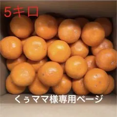 美味しいみかん　Mサイズ5キロ (訳あり）　送料込み！　くぅママ様専用！