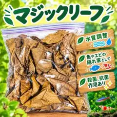 沖縄県産 マジックリーフ 60g UV照射処理品 枚数約20枚 - メルカリ