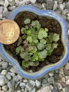 かっちゃん様 リクエスト 3点 まとめ商品