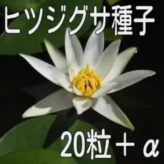 【20粒＋α】ヒツジグサ（未草・スイレン）の種子のサムネイル