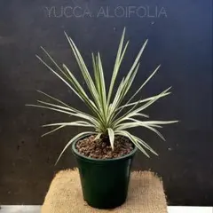 2025年最新】ユッカ アロイフォリアの人気アイテム - メルカリ