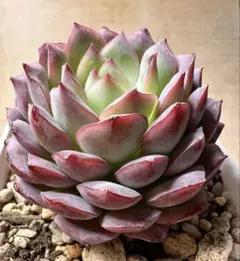 キ*ラ様 2863新入荷　エメラルドワルツ　エケベリア　多肉植物　撮影3月15日