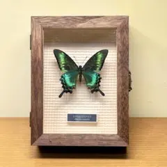 2025年最新】カラスアゲハ 標本の人気アイテム - メルカリ