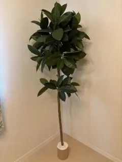 ゴバンノアシ (バーリングトニア)南国植物 発芽苗 - メルカリ