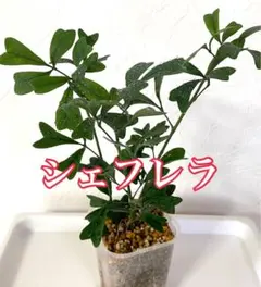 2026年最新】シェフレラ・ カポックの人気アイテム - メルカリ