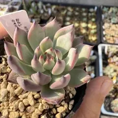 2025年最新】おらいさん苗 紫紺の矢の人気アイテム - メルカリ