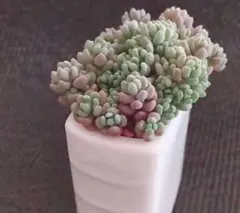 パープルヘイズ 本型 陶器の鉢ごと 白色❤現品発送 多肉植物